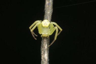 Sarı çim yengeci örümceği, Ozyptila türleri, Satara, Maharashtra, Hindistan