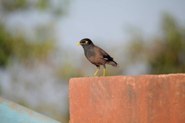 Yaygın Myna ya da Hint Myna 'sı, Tristis, Satara, Maharashtra, Hindistan
