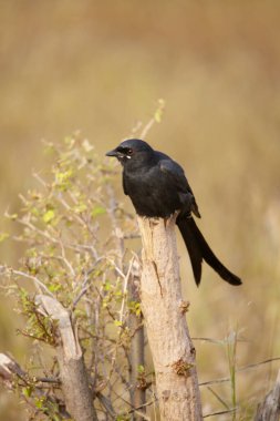 Kara drongo, Dicrurus makrocercus, Satara Maharashtra, Hindistan