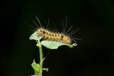 Kıllı güve tırtılının yan görüntüsü, Satara, Maharashtra, Hindistan