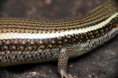 Bronz çimen maymunu, Satara, Maharashtra, Hindistan vücut pulları