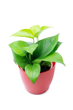 Yapraklar ve ot para fabrikası, Satara, Maharashtra, Hindistan