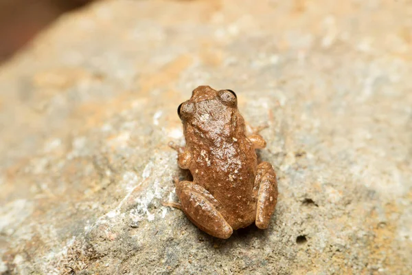 Raorchestes Ghatei Κοινή Ονομασία Θάμνος Βάτραχος Ghate Είναι Ένα Είδος — Φωτογραφία Αρχείου