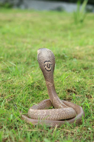 Monocled cobra , Naja kaouthia, also called monocellate cobra, or Indian spitting cobra, is a venomous cobra species widespread across South and Southeast Asia, west Bengal India