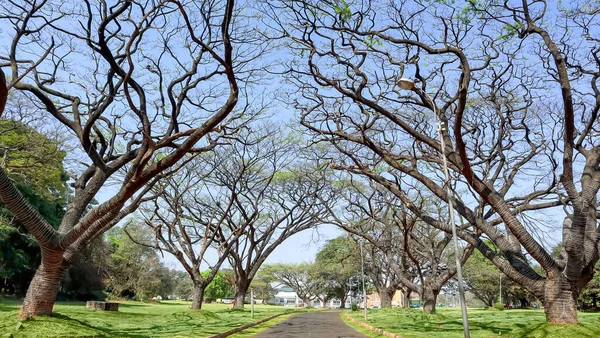 Baumkronen Bangalore Palace Ground Bangalore Karnataka Indien — Stockfoto