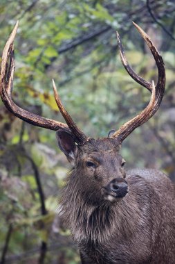 Sambar Geyiği, Rusa unicolor, Panna, Madhya Pradesh, Hindistan.