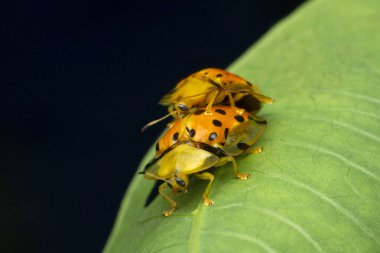 Çiftleşen kaplumbağa böceği Charidotella sexpunctata, Satara, Maharashtra, Hindistan