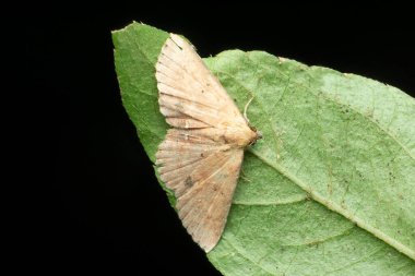 Wax moth species, Satara Maharashtra, India clipart