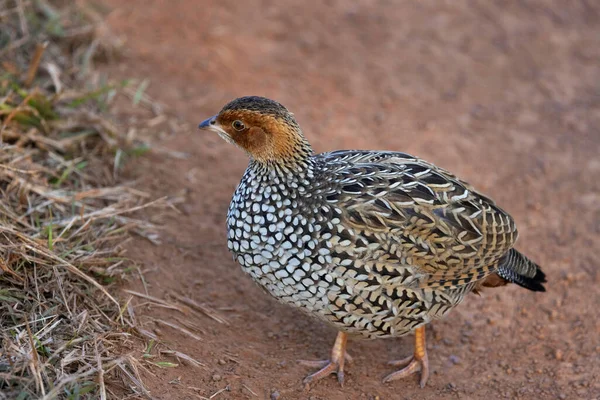 Painted Francolin Francolinus Pictus Panna Tiger Reserve Madhya Pradesh India — 스톡 사진