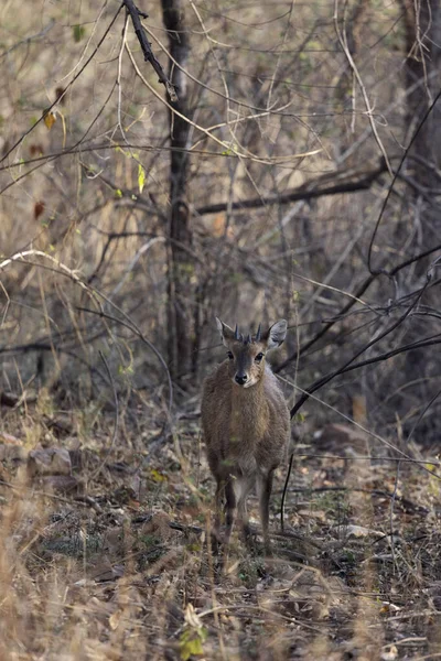Чотирироріг Antelope Tetracerus Quadricornis Panna Tiger Reserve Madhya Pradesh India — стокове фото
