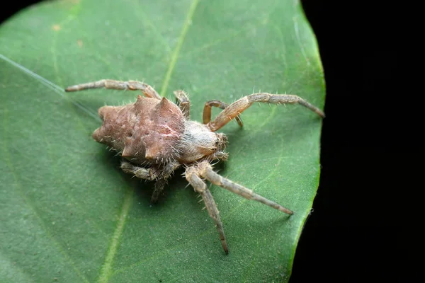 印度马哈拉施特拉邦Satara Argiope Sp签名蜘蛛 — 图库照片