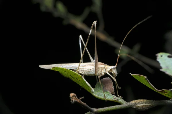 印度Satara Maharashtra Platycleis Albopunctata成年灰灌木蟋蟀 — 图库照片
