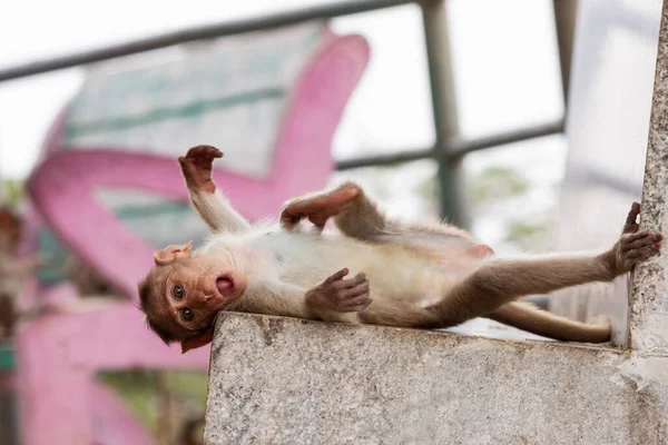 Detailní Záběr Baby Monkey Ležící Pevnost Chitradurga Karnataka Indie — Stock fotografie