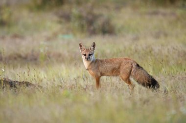 Bengal tilkisi, Vulpes bengalensis, Hint tilkisi olarak da bilinir, Hindistan 'a özgü bir tilki türüdür.