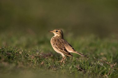 Paddyfield pipit ya da Doğu pipit, Anthus rufulus çukur ve sallanan kuyruk familyasından küçük bir kuş türü.