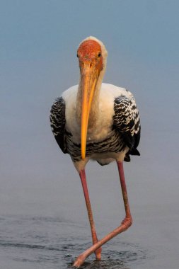 Boyalı leylek leylek, leylek ailesinde büyük bir balıkçıdır. Mycteria löcocephala, Hindistan