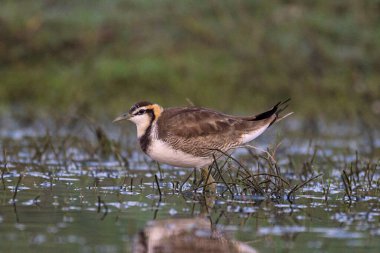 Sülün kuyruklu Jacanain üremeyen kuş tüyü. Hydrophasianus chirurgus, Hindistan