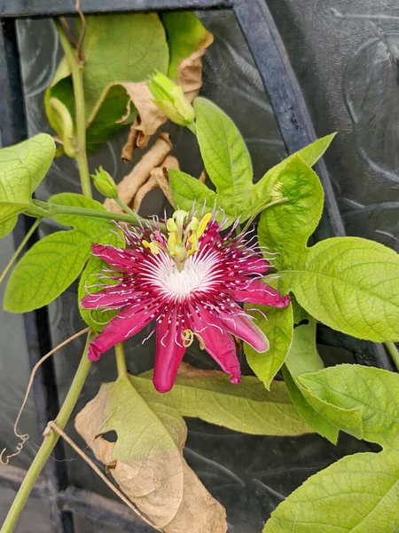 Passiflora Connu Aussi Comme Les Fleurs Passion Des Vignes Passion — Photo
