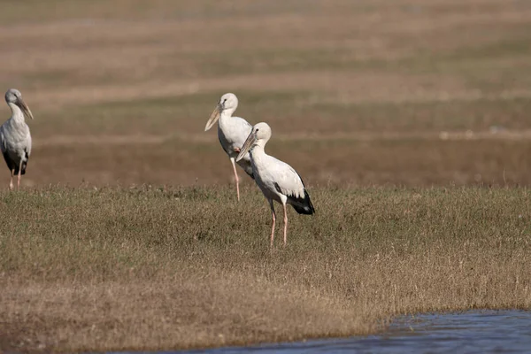 Asian Openbill Asian Openbill Stork Family Ciconiidae Found Mainly Indian — Stock Photo, Image