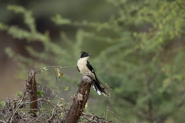Jacobin Guguk Kuşu Ağaç Kabuğunda Clamator Jacobinus Fareli Köyün Guguk — Stok fotoğraf