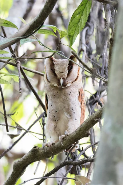 CEYLON BAY OWL. Sri Lanka bay owl  is endemic to the island of Sri Lanka and the Western Ghats in Kerala, South Western India. Family Tytonidae, Phodilus assimilis