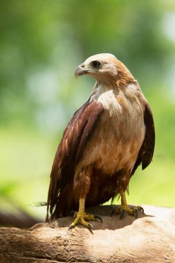 Genç Brahminy uçurtması, Haliastur sanayi, Satara, Maharashtra, Hindistan