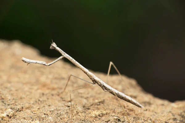 Deiphobe Infuscata Stick Mantis Satara Maharashtra India —  Fotos de Stock