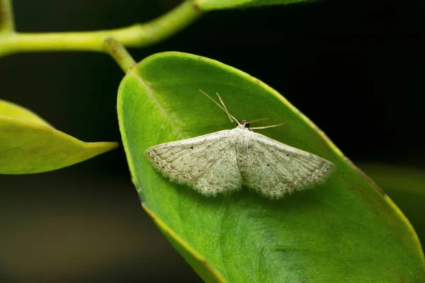 Black Looper Hyposidra Talaca Satara Maharashtra Índia — Fotografia de Stock