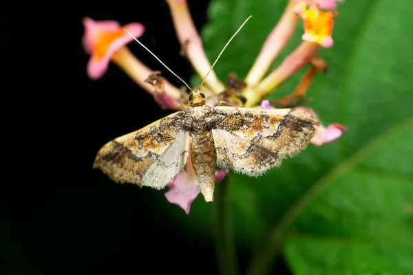 Nutmeg Moth Anarta Trifolii Satara Maharashtra India — Stock Photo, Image