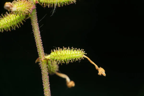 Cheirostylis Parvifolia Szárazföldi Növény Satara Maharashtra India — Stock Fotó