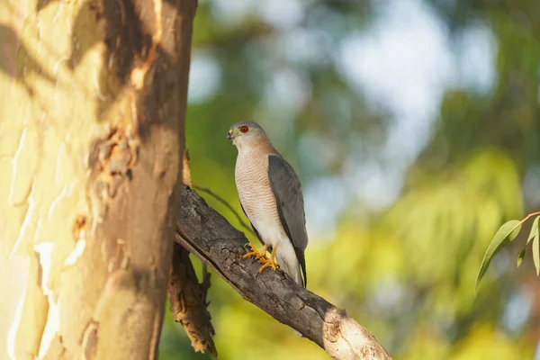 Shikra Accipiter Badius Satara Maharashtra India — Stock Photo, Image