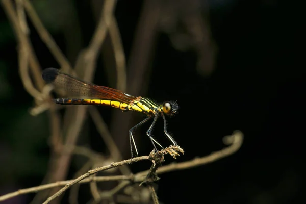 Damselfly Galben Negru Satara Maharashtra India — Fotografie, imagine de stoc