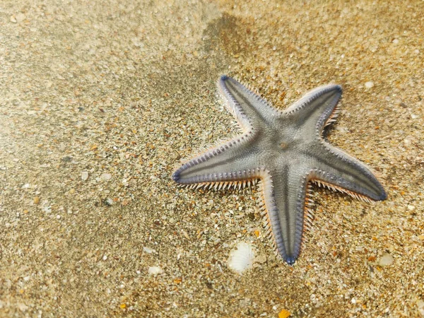 Deniz yıldızı, Astropecten Bispinosus, Tarkarli plajı, Malvan, Maharashtra, Hindistan