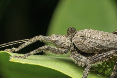 Gri yaprak katydid çekirge böceği, Tettigonia türü, Satara, Maharashtra, Hindistan