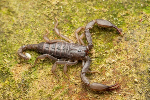 Recently described Phaltans scorpion, Neoscorpiops phaltanensis, Satara, Maharashtra, India