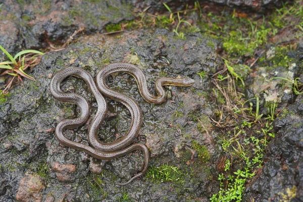 Olive green forest snake, Rhabdops aquaticus endemic to western ghats, Satara, Maharashtra, India