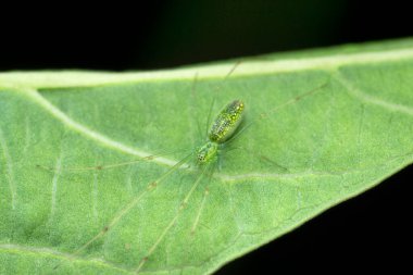 Ornamental green garden spider, Satara, Maharashtra, India