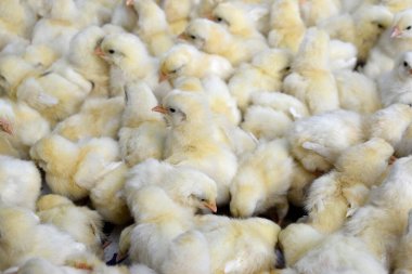 Sarı civcivler bir araya toplandı, Hindistan