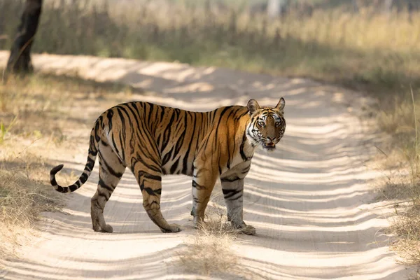 Royal Bengal Tiger Panthera Tigris Bandhavgarh Tiger Reserve Madhya Pradesh —  Fotos de Stock