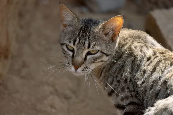 Asiatic Wildcat Felis Lybica Ornata Desert National Park Jaisalmer Раджастхан — стоковое фото