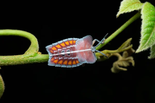 Insectos Fedorentos Cores Vivas Forma Estranha Pycanum Satara Maharashtra Índia — Fotografia de Stock