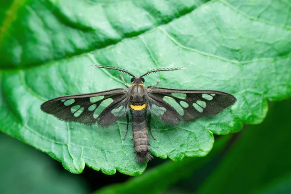 Guêpe Imitant Les Espèces Papillons Nuit Satara Maharashtra Inde — Photo