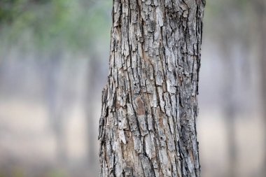 Timsah ağaç kabuğu detaylar Terminalia eliptika, Bandhavgarh, Madhya Pradesh, Hindistan