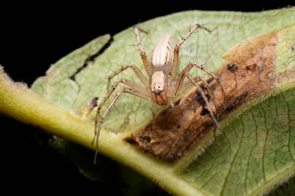Gri vaşak Oxyopes gracilipes, Satara, Maharashtra, Hindistan