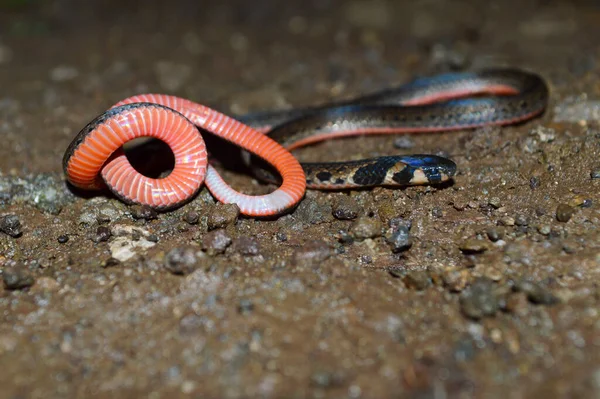 Serpiente Coral Rayada Calliophis Nigrescens Endémica Ghats Occidentales Satara Maharashtra — Foto de Stock