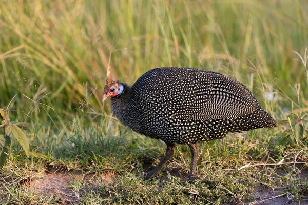 Behelmte Uhu Numida Meleagris Kenia Afrika — Stockfoto