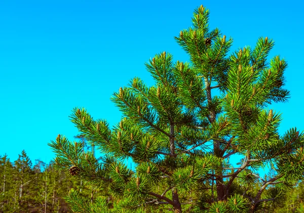 Árvore do Norte com cones em galhos céu azul no fundo — Fotografia de Stock