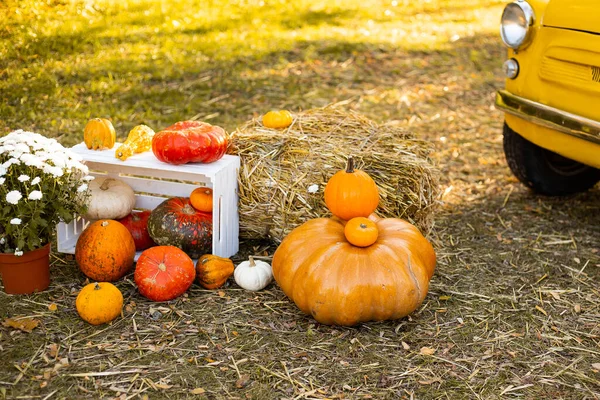 Sonbahar hasat arka planında altın ağaçlar, sonbahar parkında çiçekli sepet ve balkabakları