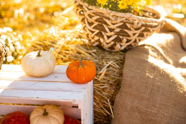 Sonbahar parkında çiçek ve balkabağı sepeti, sonbahar hasat arkaplanı.