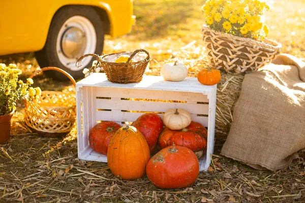 Sarı çiçekler ve balkabakları sonbahar parkında sarı arabanın yanında.